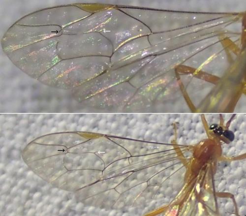 Réf. 256 077 : Netelia ocellaris